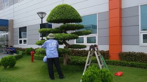 Cung cấp nhân viên chăm sóc cây xanh ở Long An