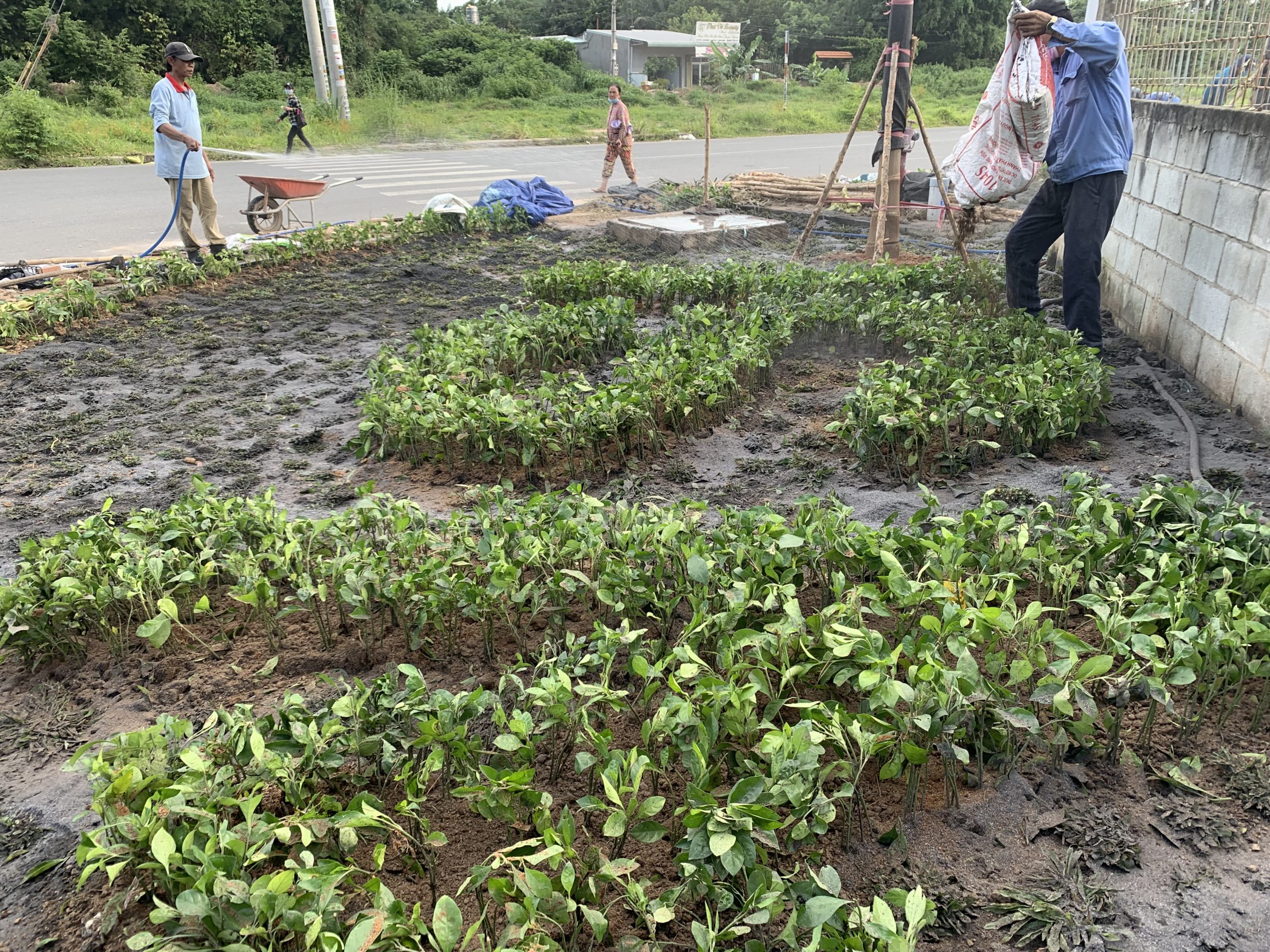 Dịch vụ trồng cây xanh sân vườn tại Bàu Bàng Bình Dương