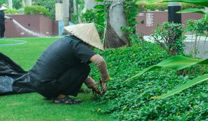 dich-vu-cham-soc-cay-xanh-tai-kcn-my-phuoc-3 dich-vu-cham-soc-cay-xanh-tai-kcn-my-phuoc-3