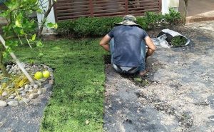 Dịch vụ trồng cỏ sân vườn tại Thủ Dầu Một
